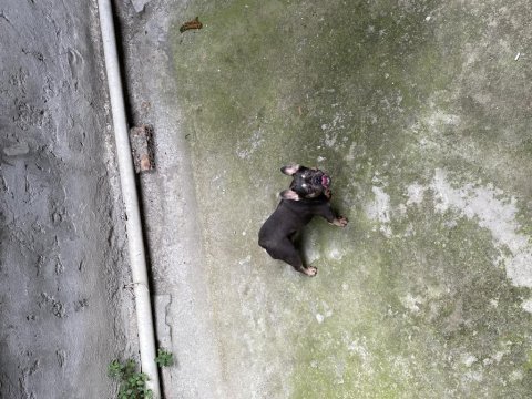 Micro compact blue tan french bulldog dişi