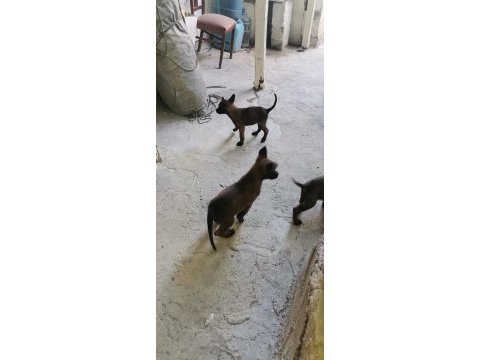 Orjinal maskeli lekesiz