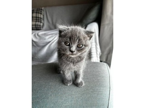 Sağlıklı şeker gibi scottish fold kardeşler