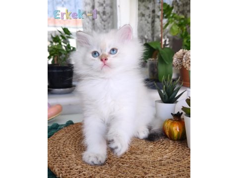 Safkan british longhair show kalite yavrular