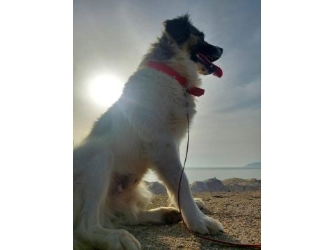 Chico ömürlük yuvasını arıyor border collie