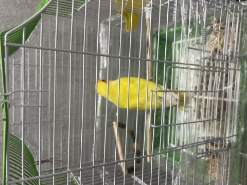 Sevda papağanı 8 aylık lutino kafesi ile birlikte