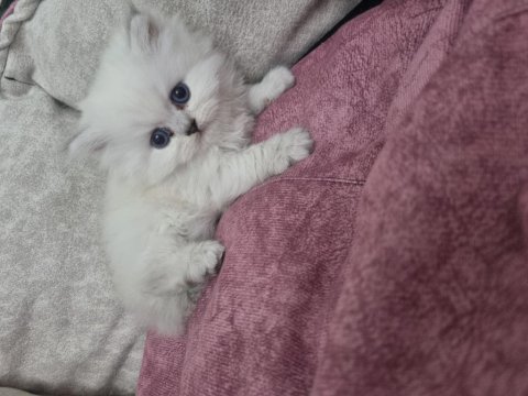 British longhair blue point silver