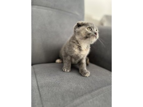 Lilac kan hattı scottish fold yavrular