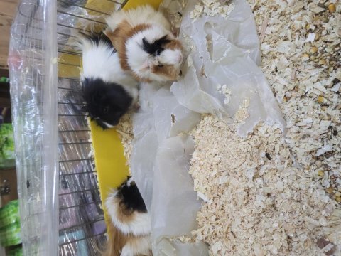 Guinea pig yavruları