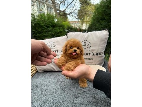 Kalitesi karakterine yansımış toy poodle yavrumuz