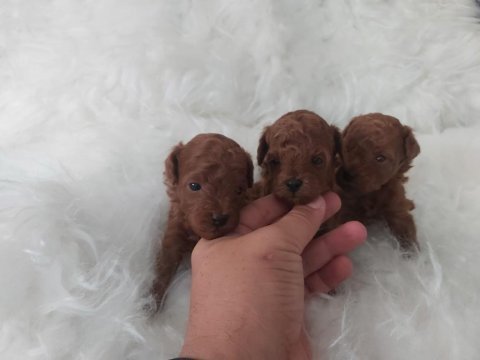 Kore toy poodle bebekler
