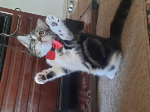 Son british shorthair yavrumuz