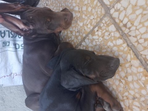 Anne baba a scr doberman