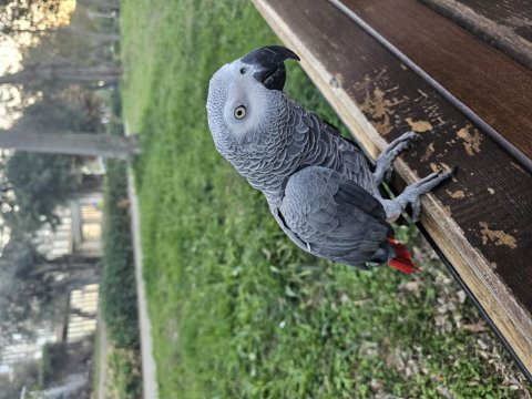5 yaşında çok konuşan jako papağanı