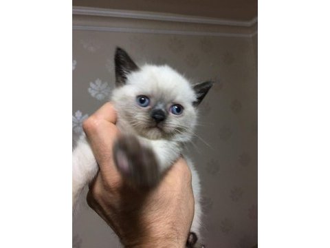 British blue point ve siyam yavrularımız teslime hazır