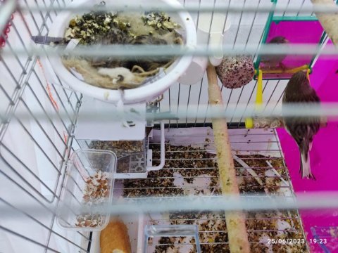 Malta kanaryası 6 adet ve kuluçkada yumurtalarıyla