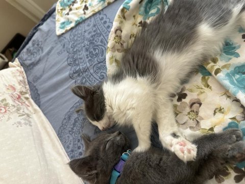 4 aylık british shorthair prensimiz