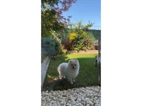 9 aylık pomeranian satılık