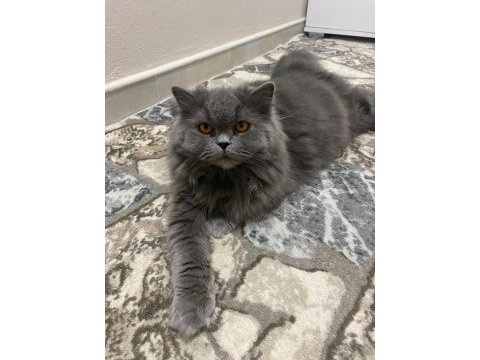 British longhair kızıma güzel yuva arıyoruz