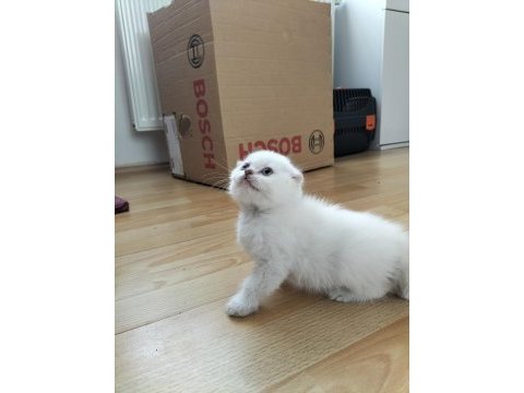 Scottish fold oyun canavarları yeni yuvalarını arıyor