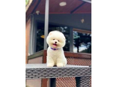 Yavru pomeranian boolarımız