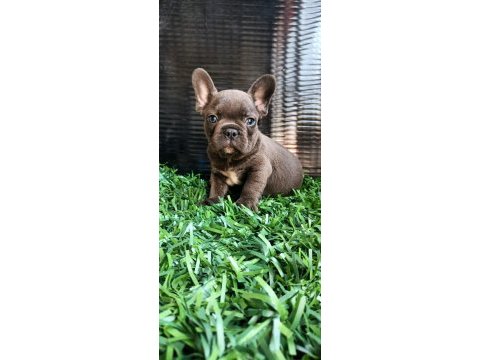 Anatomi harikası french bulldog yavrular