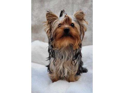 Yorki yavrular
