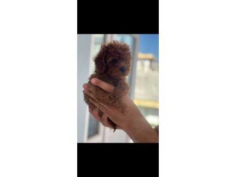 Safkan kore teacup poodle yavrular