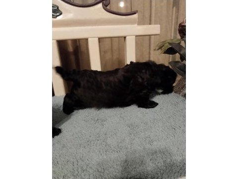 Shihpoo yavrular