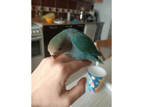 El besleme yavru sevda papağanı