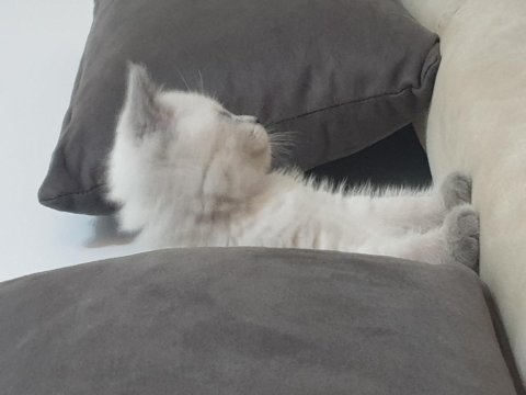 50 günlük erkek british shorthair