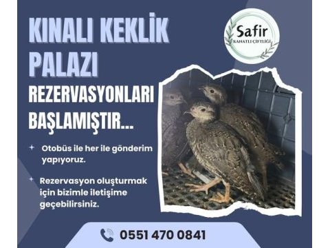Kınalı keklik palazı bulunmaktadır