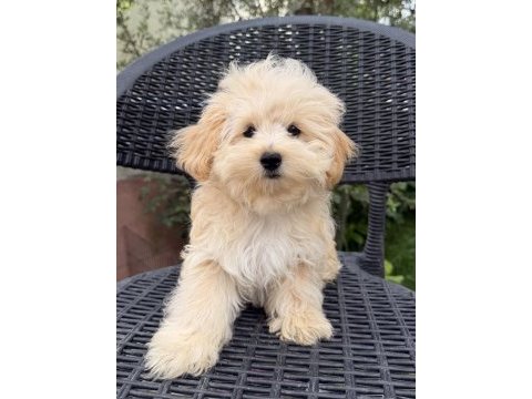 Kore maltipoo bebekler
