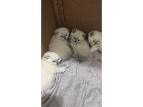 Kedilerim için rezervasyon başlamıştır