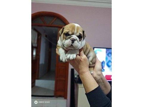 %100 ırk garantili ingiliz bulldog yavruları