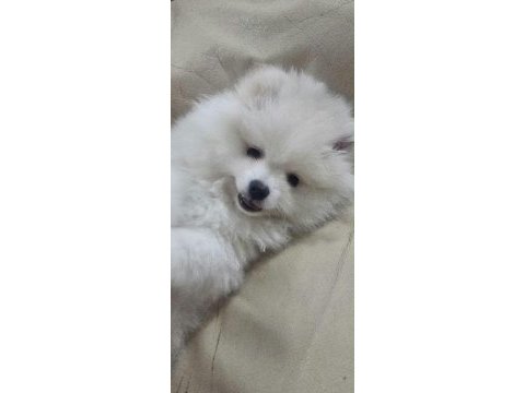 Pomeranian boo bebekler