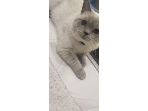 1 dişi ve 1 erkek british shorthair