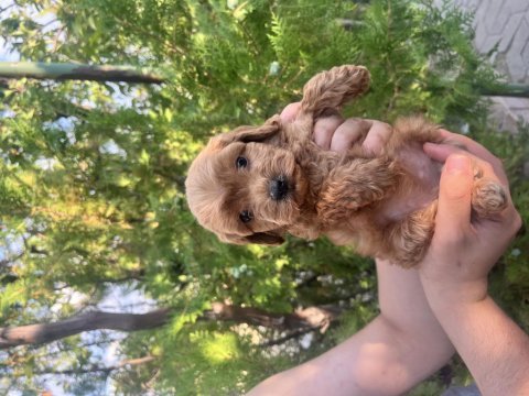 Toy poodle ve maltipoo bebekler