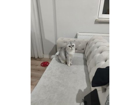 Sevimli kedimiz dino muza kalıcı yuva arıyoruz