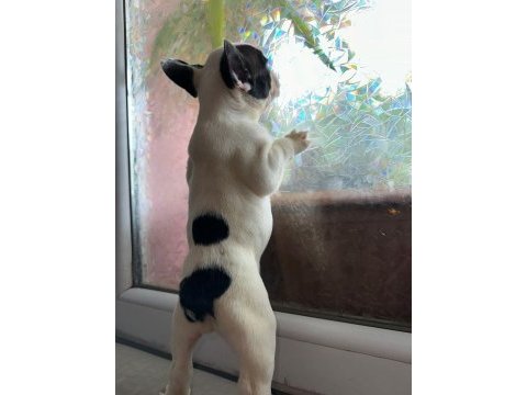 Safkan french bulldog güzellik