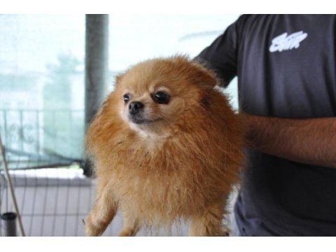 2.5 yaşında çiftleşmeye uygun dişi pomeranian boo