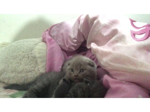 Scottish fold iki kardeş