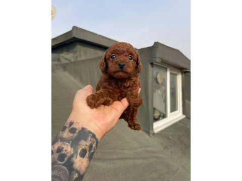 Dark red brown ve red brown poodle yavrular