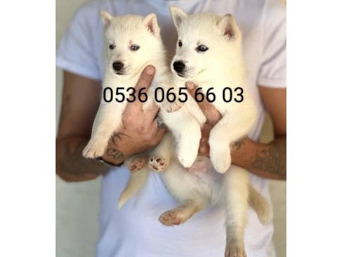 Manken kızımızın süt beyaz erkek husky yavruları