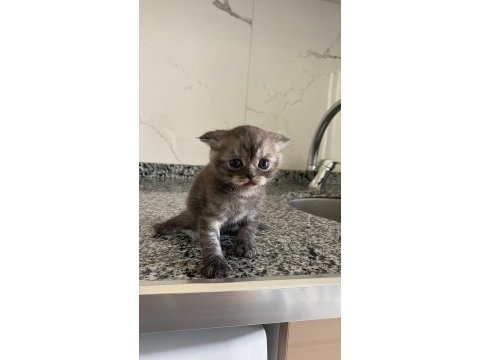 Scottish fold dişi
