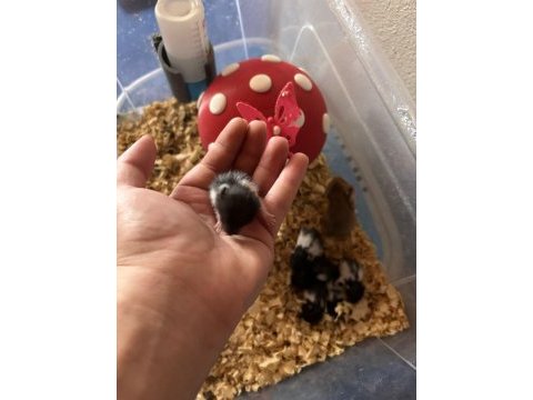 Uzun tüylü suriye hamster yeni sahiplerini bekliyor