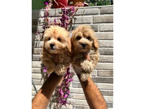 Maltipoo yavrularımız