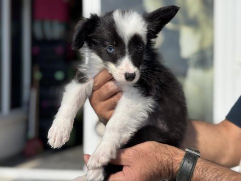 Show kalite safkan border collie yavrularımız