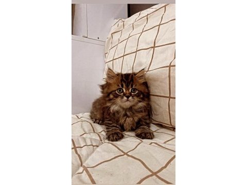 Yakışıklı british longhair oğlumuza sahip aranıyor