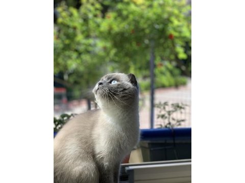 3 yasında scottish fold blue point