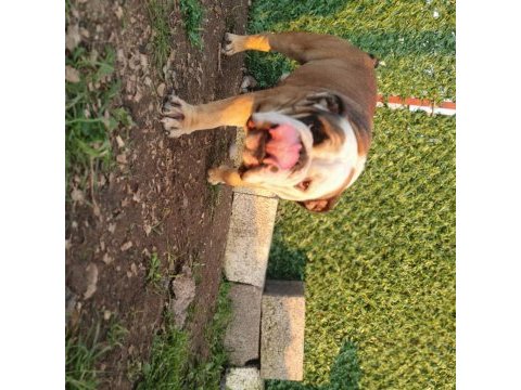 Damızlık 16 aylık 3 dişi ve 1 erkek bulldog