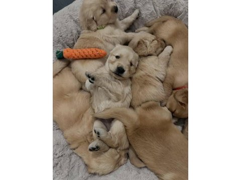 Golden retriever dişi erkek mevcut