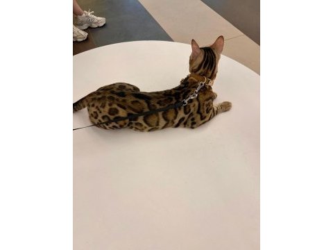 Bengal kedisi muhteşem güzellik