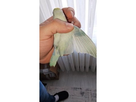 Turkuaz dişi forpus papağanı